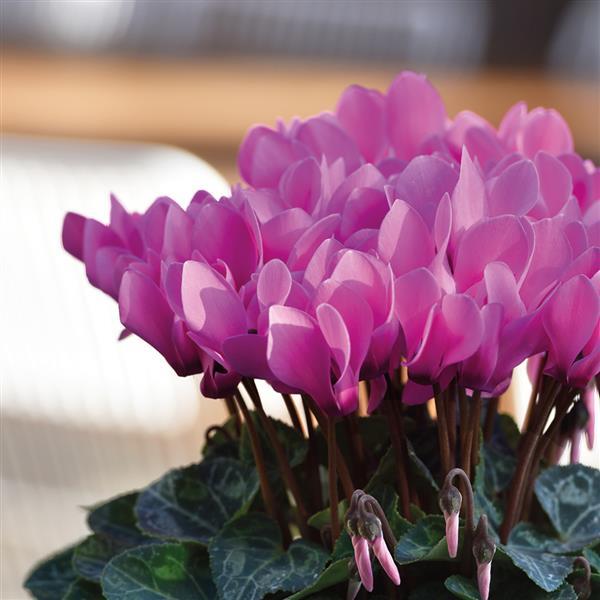 Cyclamen Seeds Metis® Light Rose