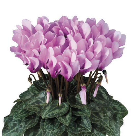 Cyclamen Seeds Metis® Lilac Shades Eye