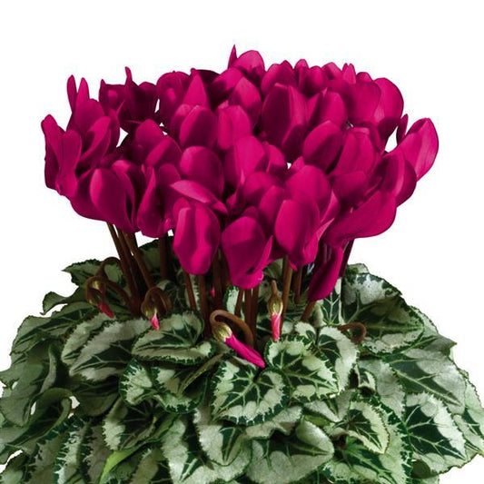 Cyclamen Seeds Metis® Deep Magenta Silverleaf