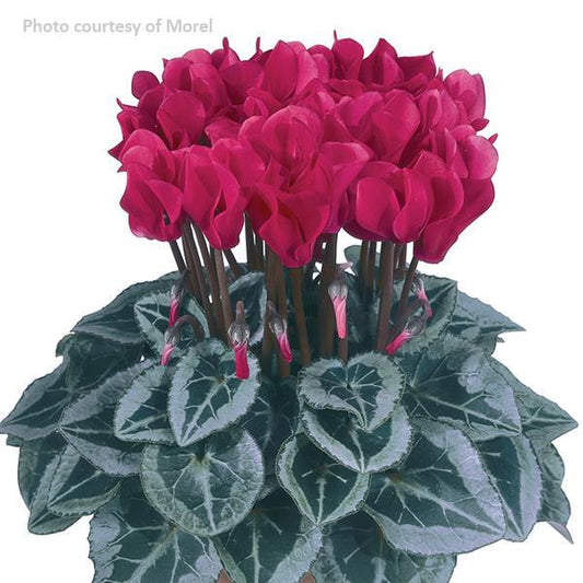 Cyclamen Seeds Metis® Magenta Silverleaf