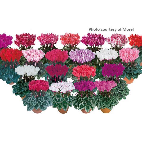 Cyclamen Seeds Metis® Mix