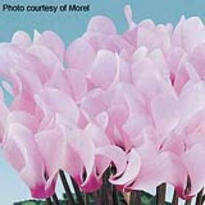 Cyclamen Seeds Metis® Light Pink Eye