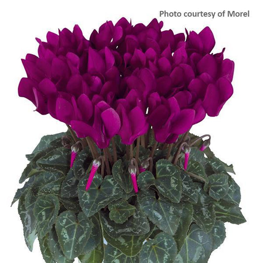 Cyclamen Seeds Metis® Purple