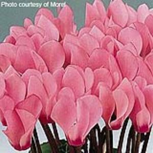 Cyclamen Seeds Metis® Salmon Rose