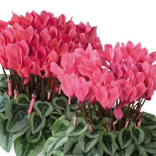 Cyclamen Seeds Metis® Salmon Shades Silverleaf