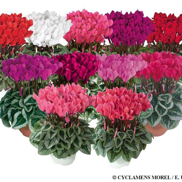 Cyclamen Seeds Metis® Silverleaf Mix