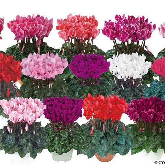 Cyclamen Seeds Metis® Summer Mix