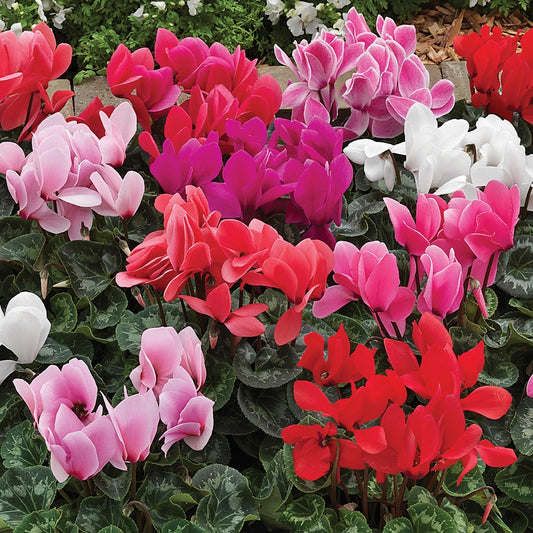 Cyclamen Seeds Sierra Synchro Mix