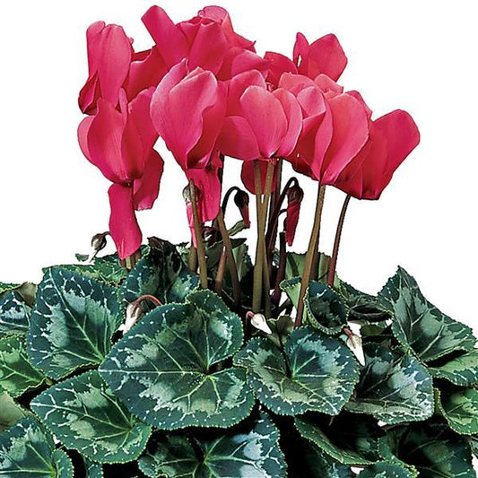 Cyclamen Seeds Sierra Synchro Deep Salmon