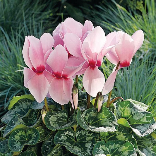 Cyclamen Seeds Sierra Synchro Light Pink Eye