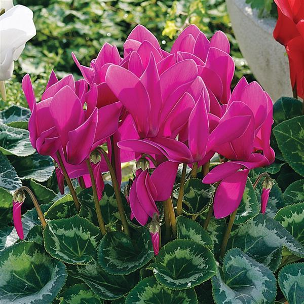 Cyclamen Seeds Sierra Synchro Purple