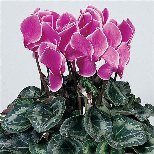 Cyclamen Seeds Sierra Synchro Purple Flame