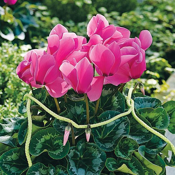 Cyclamen Seeds Sierra Synchro Rose