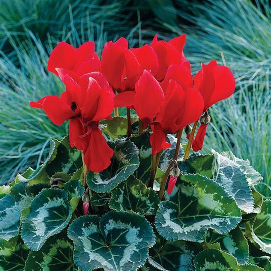 Cyclamen Seeds Sierra Synchro Scarlet