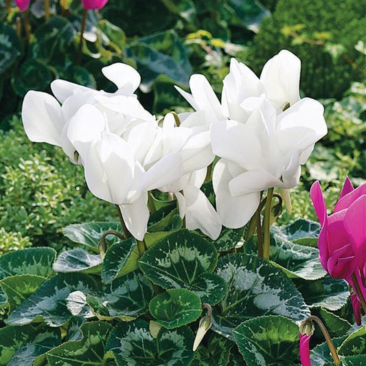 Cyclamen Seeds Sierra Synchro White