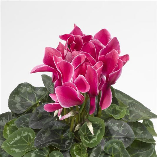 Cyclamen Seeds Sierra Synchro Wine Flame