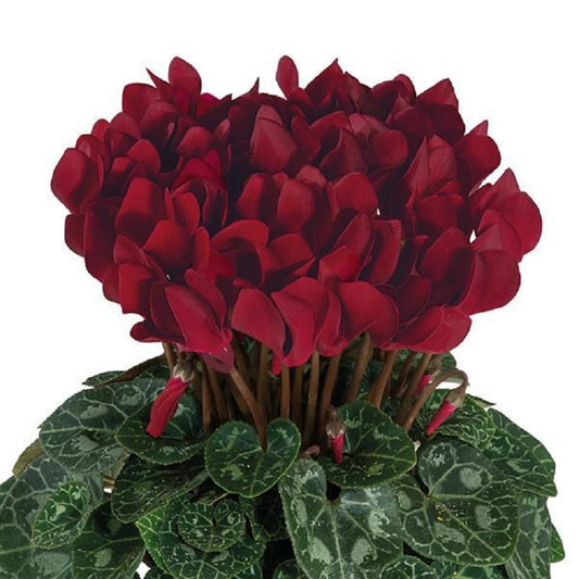 Cyclamen Seeds Cyclamen Smartiz® Bordeaux