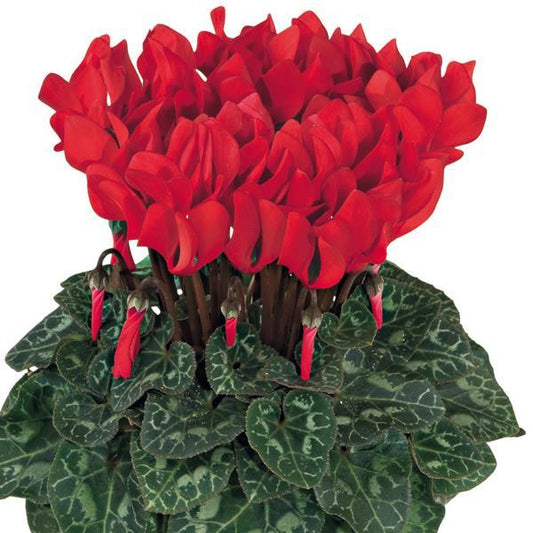 Cyclamen Seeds Cyclamen Smartiz® Bright Red