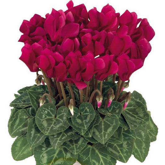 Cyclamen Seeds Cyclamen Smartiz® Deep Magenta