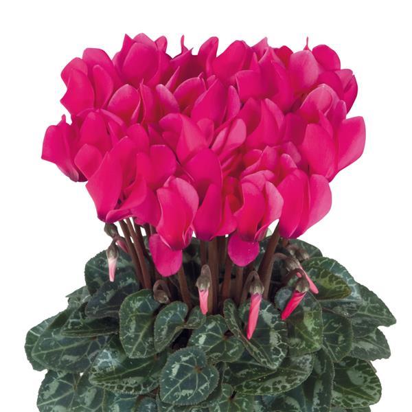 Cyclamen Seeds Cyclamen Smartiz® Deep Rose