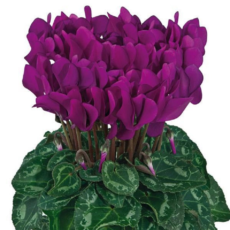 Cyclamen Seeds Cyclamen Smartiz® Select Fantasia Purple