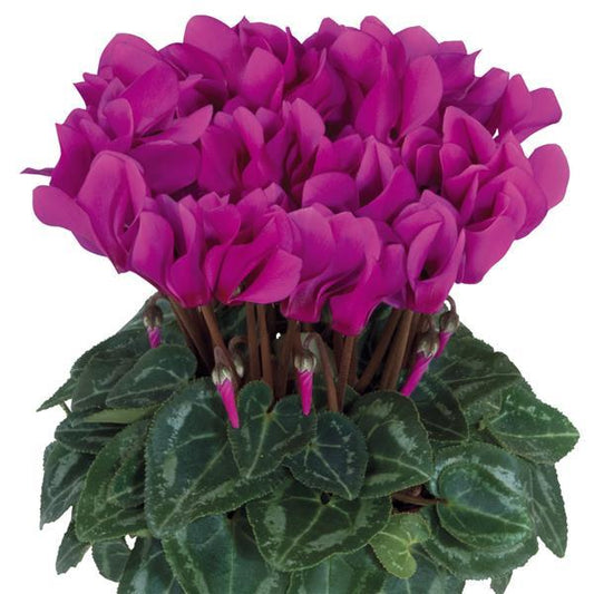 Cyclamen Seeds Cyclamen Smartiz® Light Purple