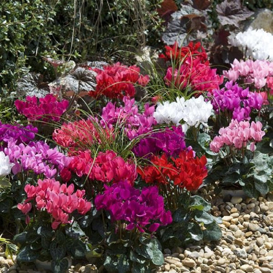 Cyclamen Seeds Cyclamen Smartiz® Mix