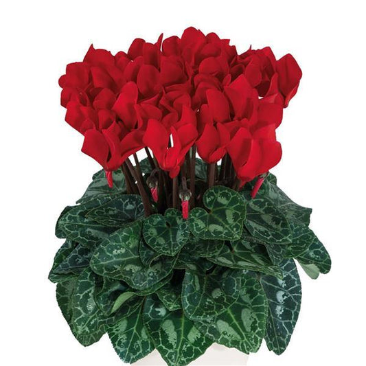 Cyclamen Seeds Cyclamen Smartiz® Red