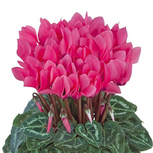 Cyclamen Seeds Cyclamen Smartiz® Rose