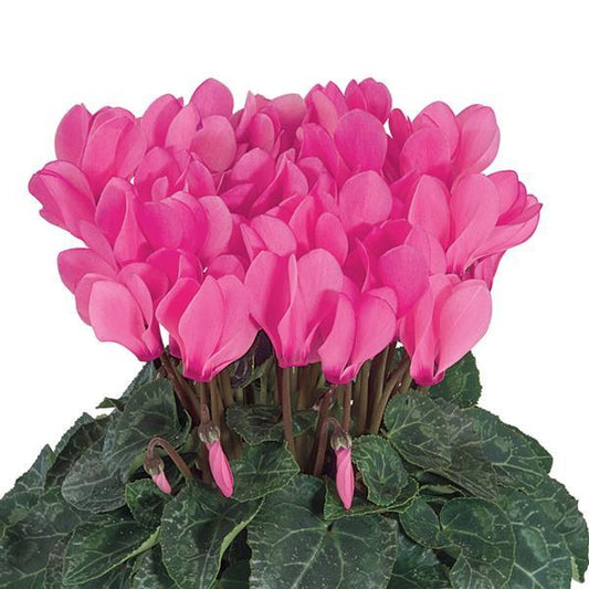 Cyclamen Seeds Cyclamen Smartiz® Rose Bengal