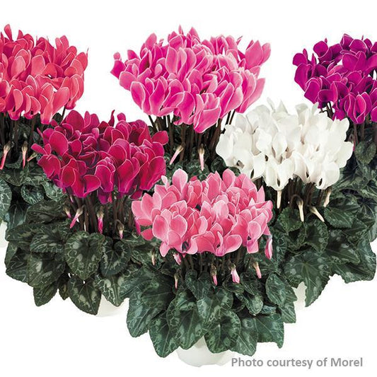 Cyclamen Seeds Cyclamen Tianis® Flame Mix