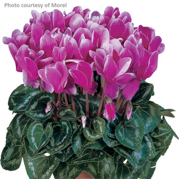 Cyclamen Seeds Cyclamen Tianis® Light Purple