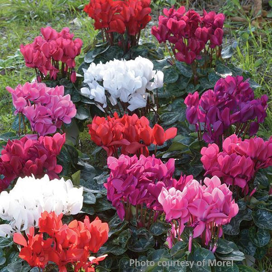 Cyclamen Seeds Cyclamen Tianis® Mix