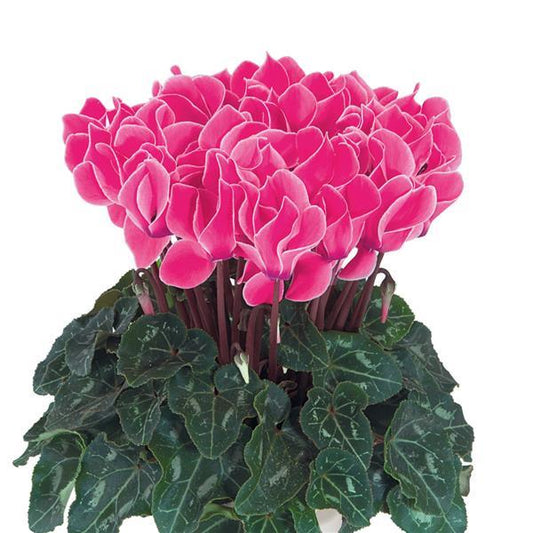 Cyclamen Seeds Cyclamen Tianis® Neon Rose Flame