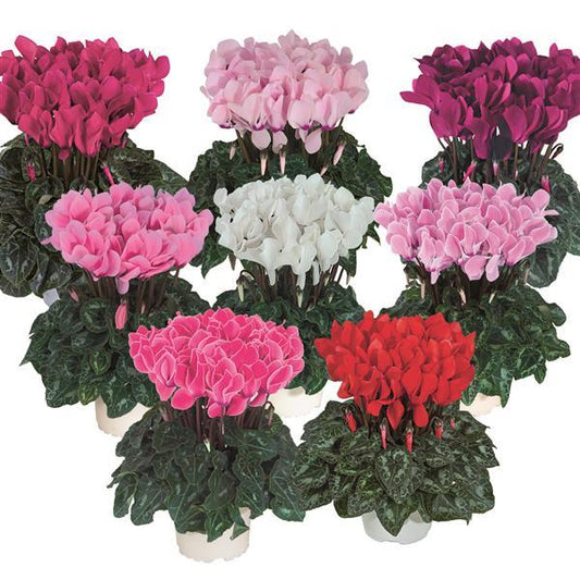 Cyclamen Seeds Cyclamen Tianis® North Mix