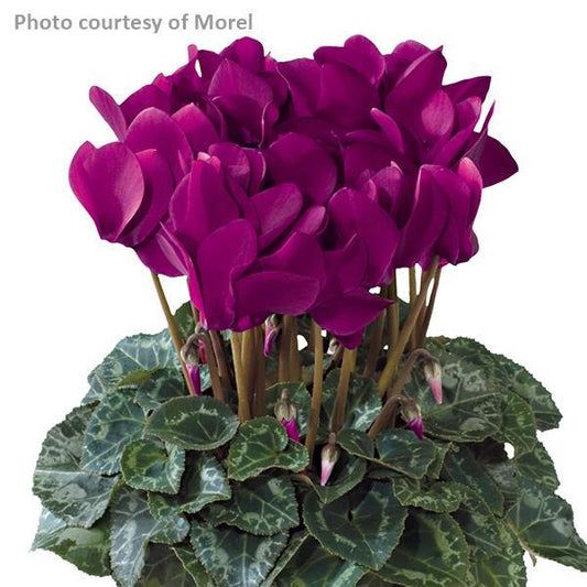 Cyclamen Seeds Cyclamen Tianis® Purple