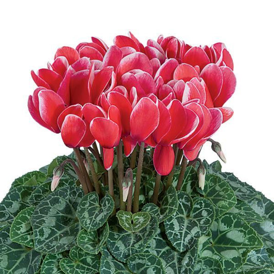 Cyclamen Seeds Cyclamen Tianis® Red