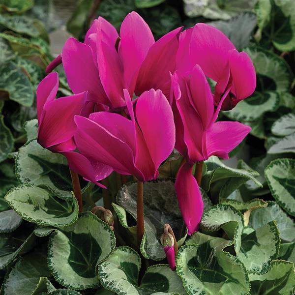 Cyclamen Seeds Cyclamen Winter Ice Purple