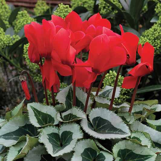 Cyclamen Seeds Cyclamen Winter Ice Scarlet