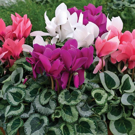 Cyclamen Seeds Cyclamen Winter Ice Mix