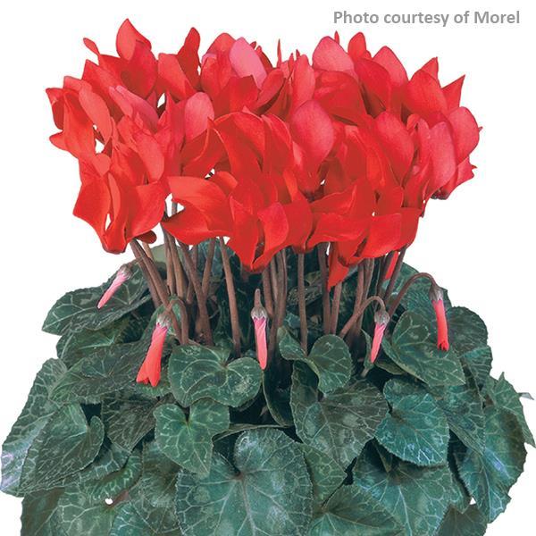 Cyclamen Seeds Metis® Scarlet Compact