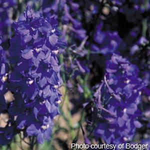 Perennial Seeds Delphinium Seeds Belamosum Cut Flower