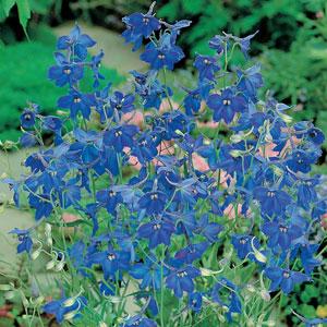 Perennial Seeds Delphinium Seeds Belladonna Cut Flower