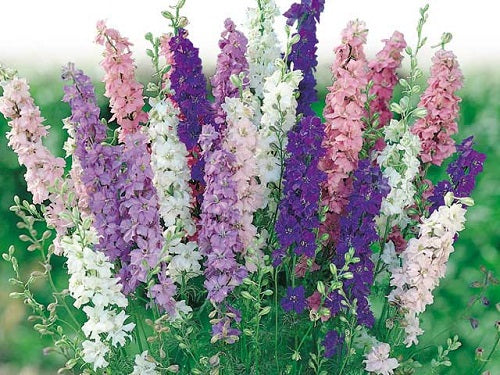 1,000 Delphinium Seeds Pacific Giants Mix Cut Flower