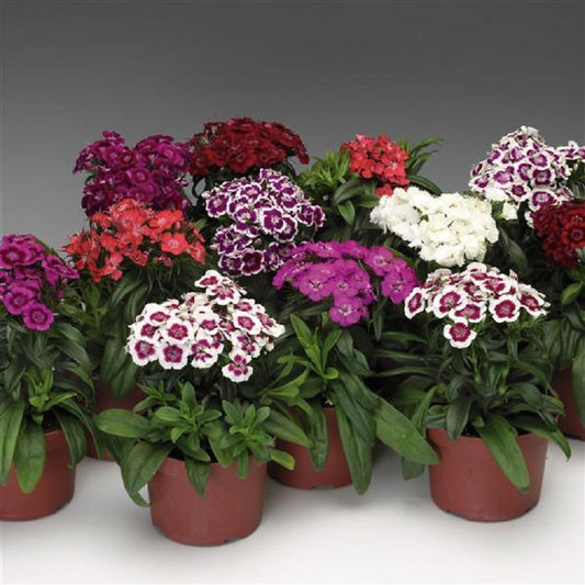 Dianthus Seeds Barbarini Mix 1,000 Flower Seeds