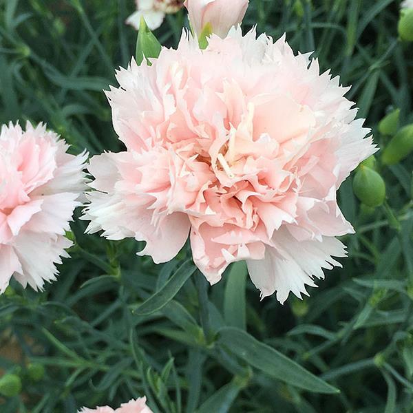 Dianthus Seeds Dianthus Chabaud La France Pink