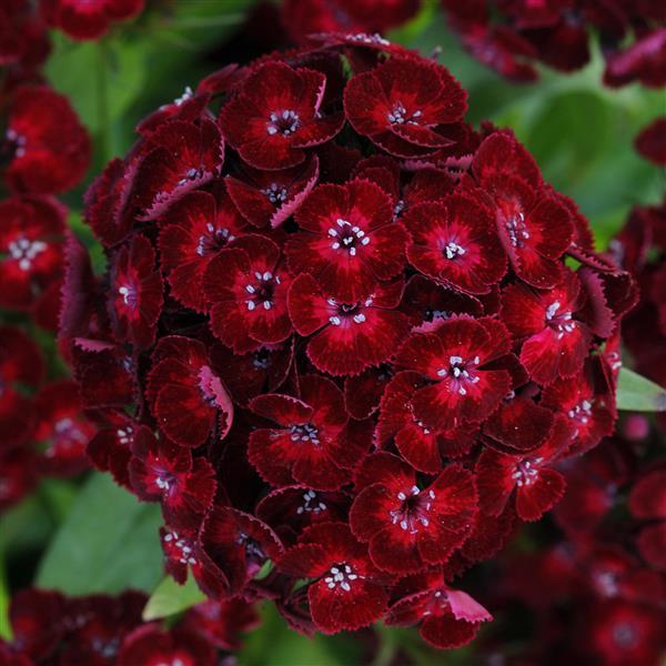 Dianthus Seeds Dash™ Crimson Pelleted Seeds