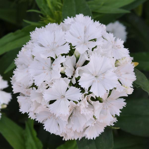 Dianthus Seeds Dash™ White Pelleted Seeds