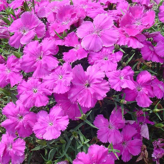 Dianthus Seeds Dianthus Diana Blueberry 1,000 Pelleted Seeds