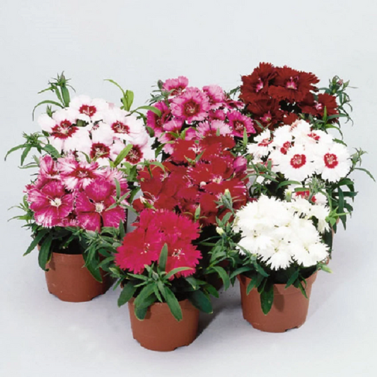 Dianthus Seeds Dianthus Diana Formula Mix 1,000 Pelleted Seeds